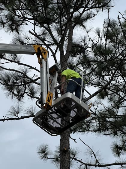Pine trimming from the bucket lift
