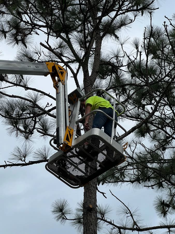 Trimming a pine from the bucket lift