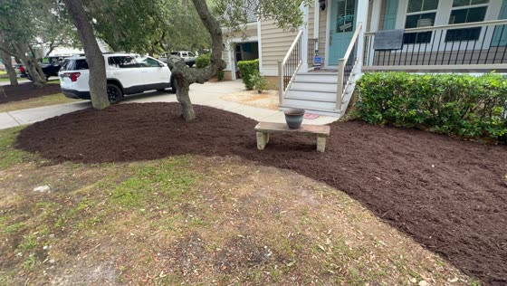 Mulch bed around an oak beside a home