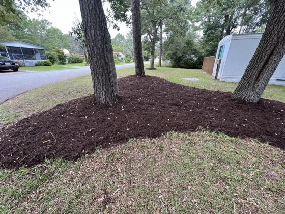 Fresh mulch bed around a pine at the street