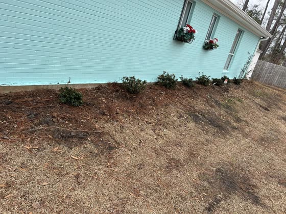New shrubs planted along a teal house